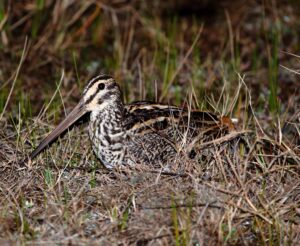 Giant Snipe