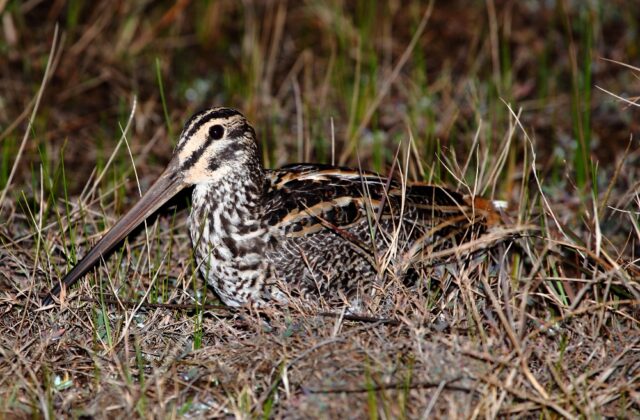 Giant Snipe