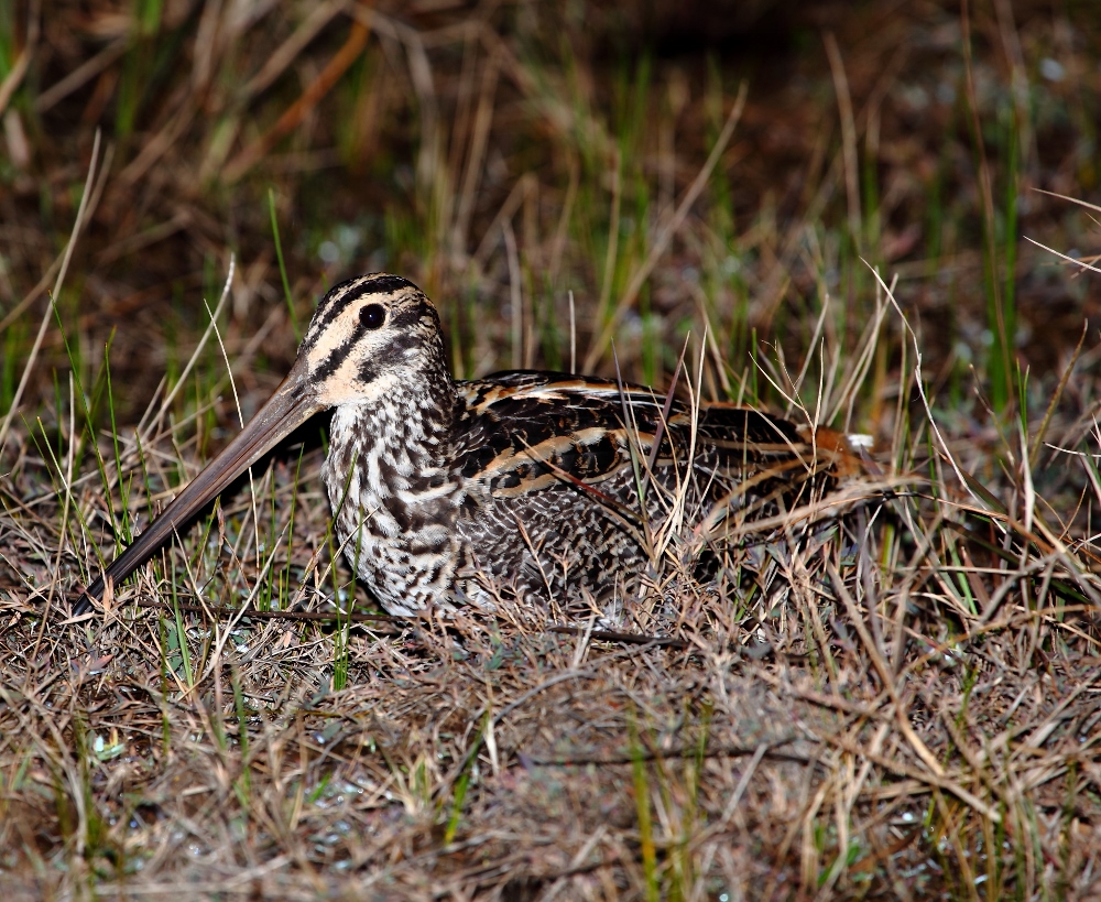 Giant Snipe