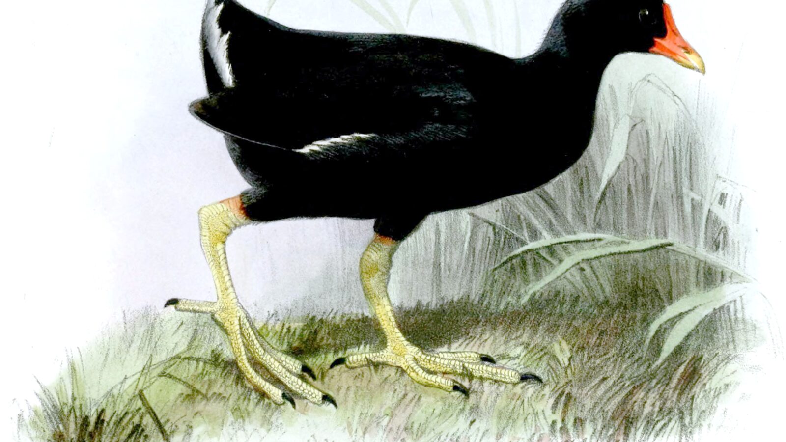 Tristan Moorhen