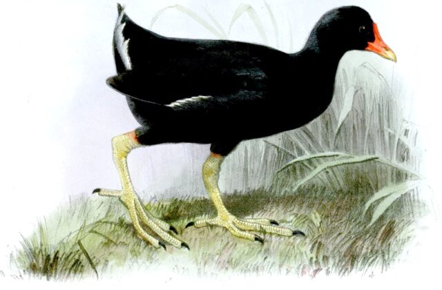 Tristan Moorhen
