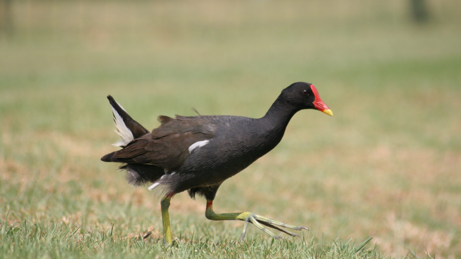 Common Moorhen