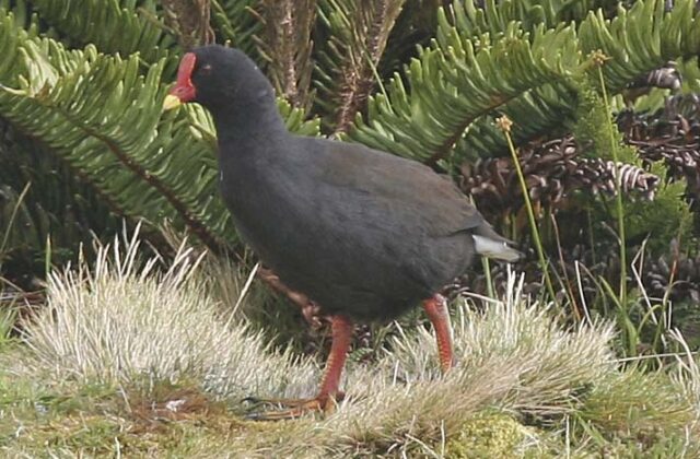 Gough Moorhen