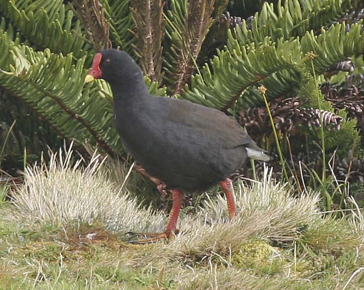 Gough Moorhen