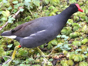 Common Gallinule