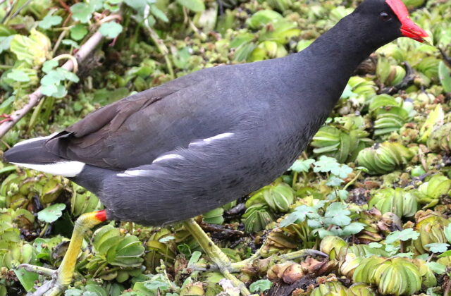 Common Gallinule