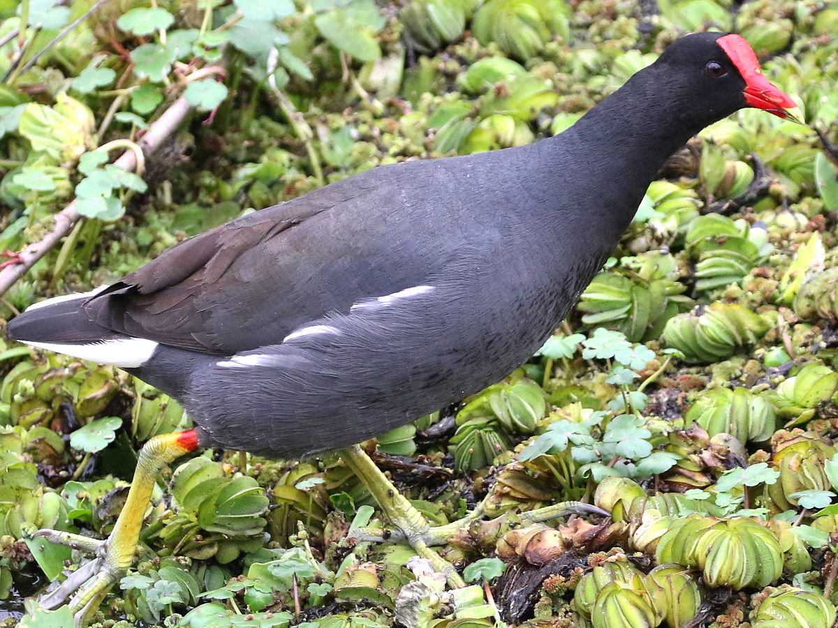Common Gallinule