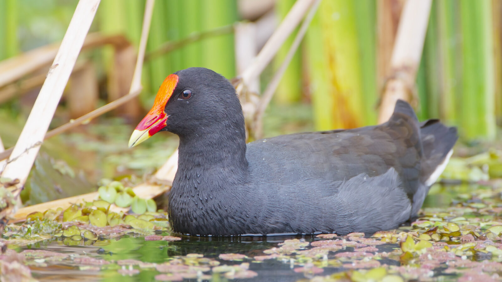 Dusky Moorhen