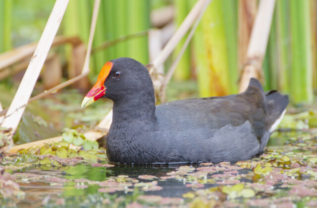 Dusky Moorhen