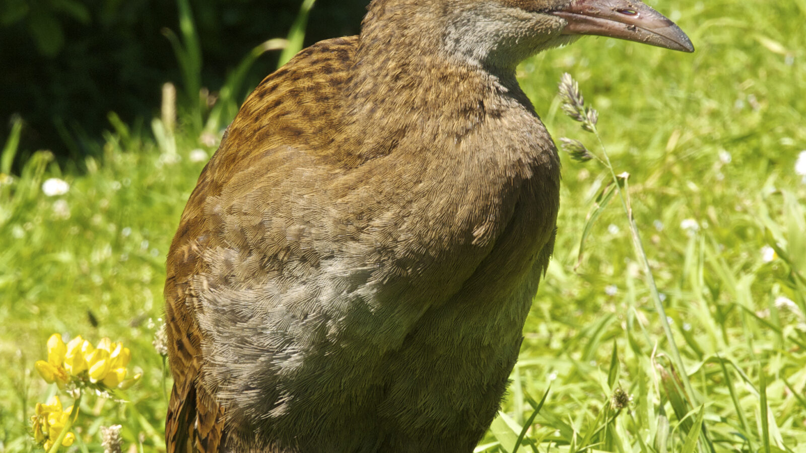 Weka