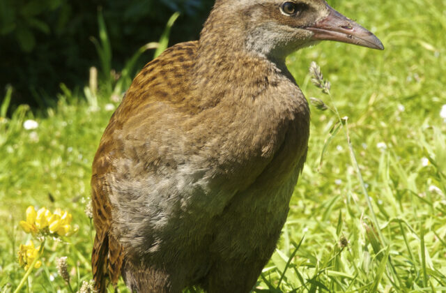 Weka