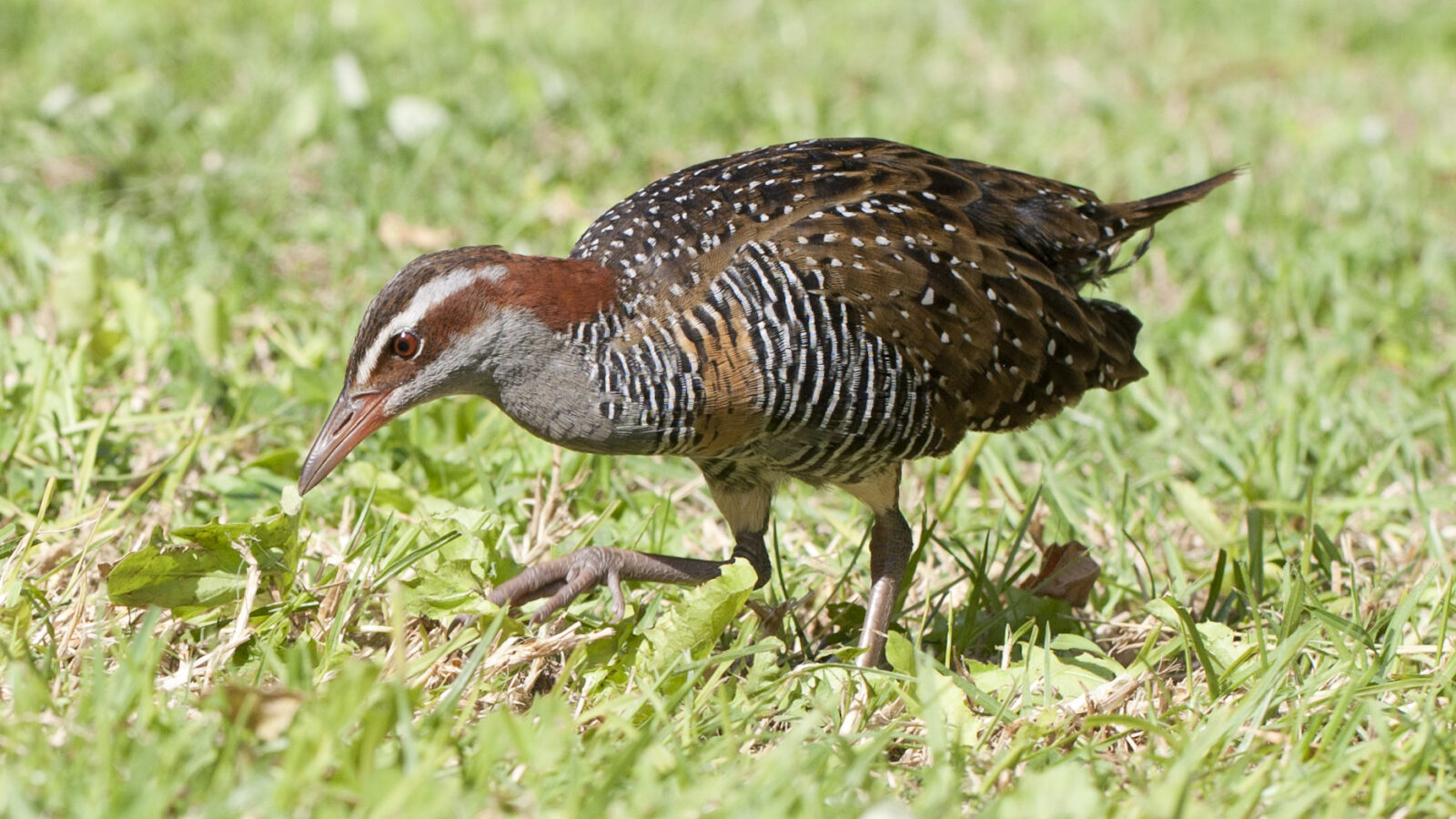Buff-banded Rail