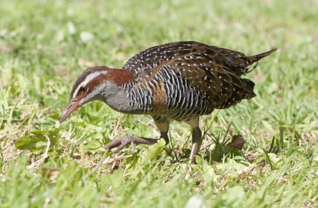 Buff-banded Rail