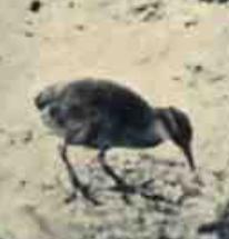 Wake Island Rail