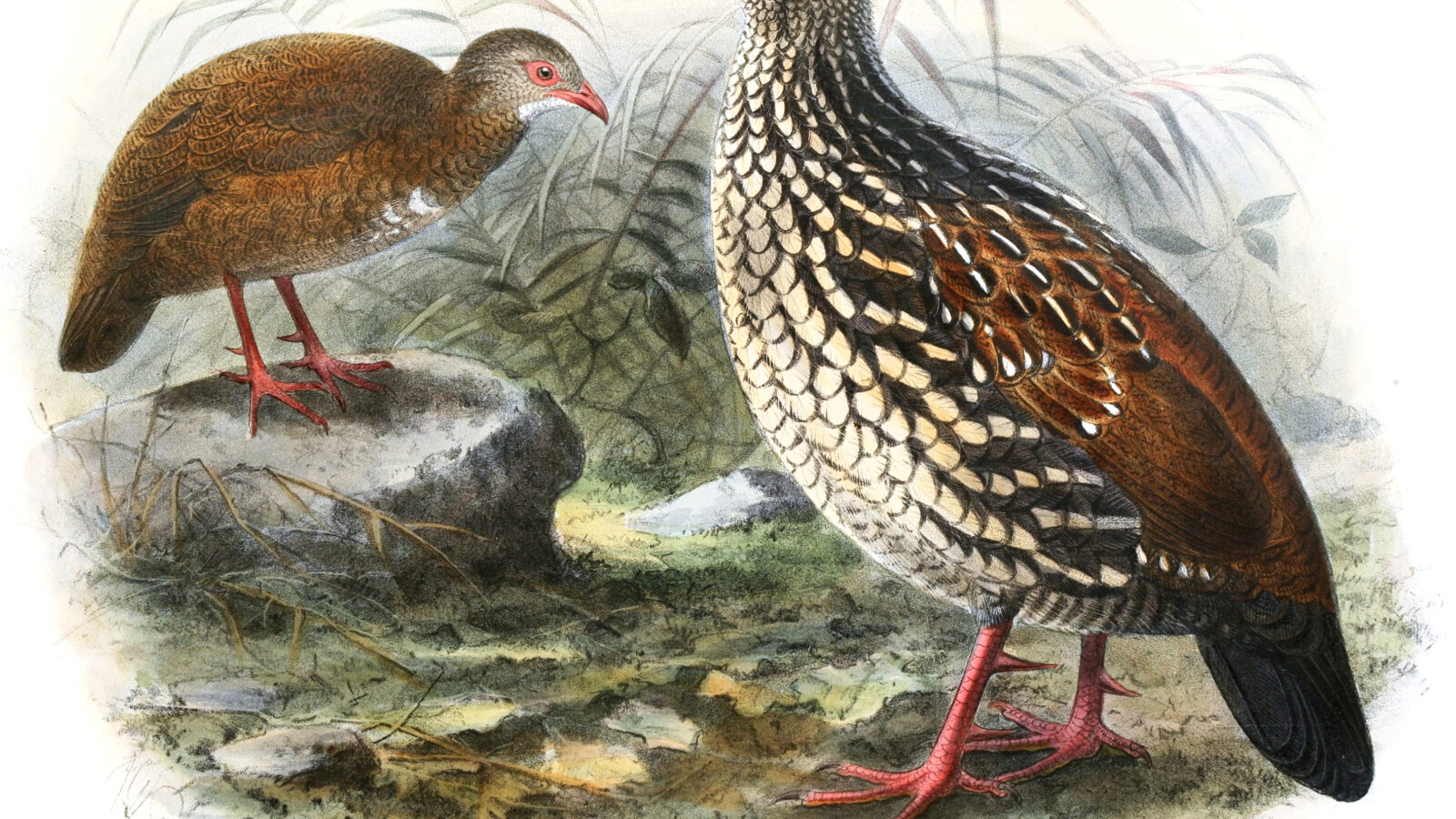 Sri Lanka Spurfowl