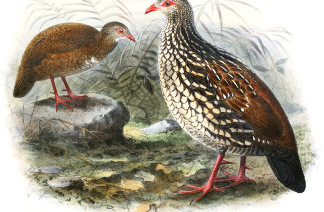 Sri Lanka Spurfowl