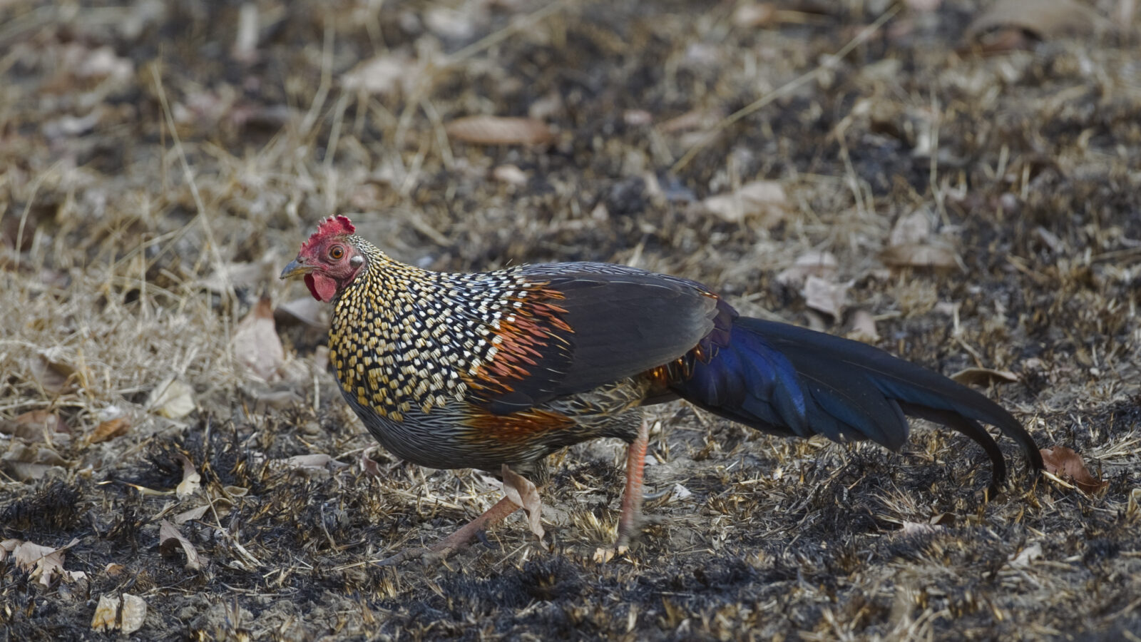Grey Junglefowl