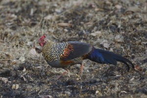 Grey Junglefowl