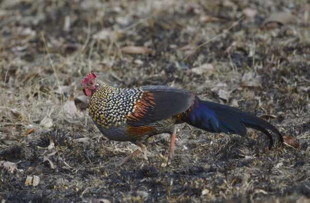 Grey Junglefowl
