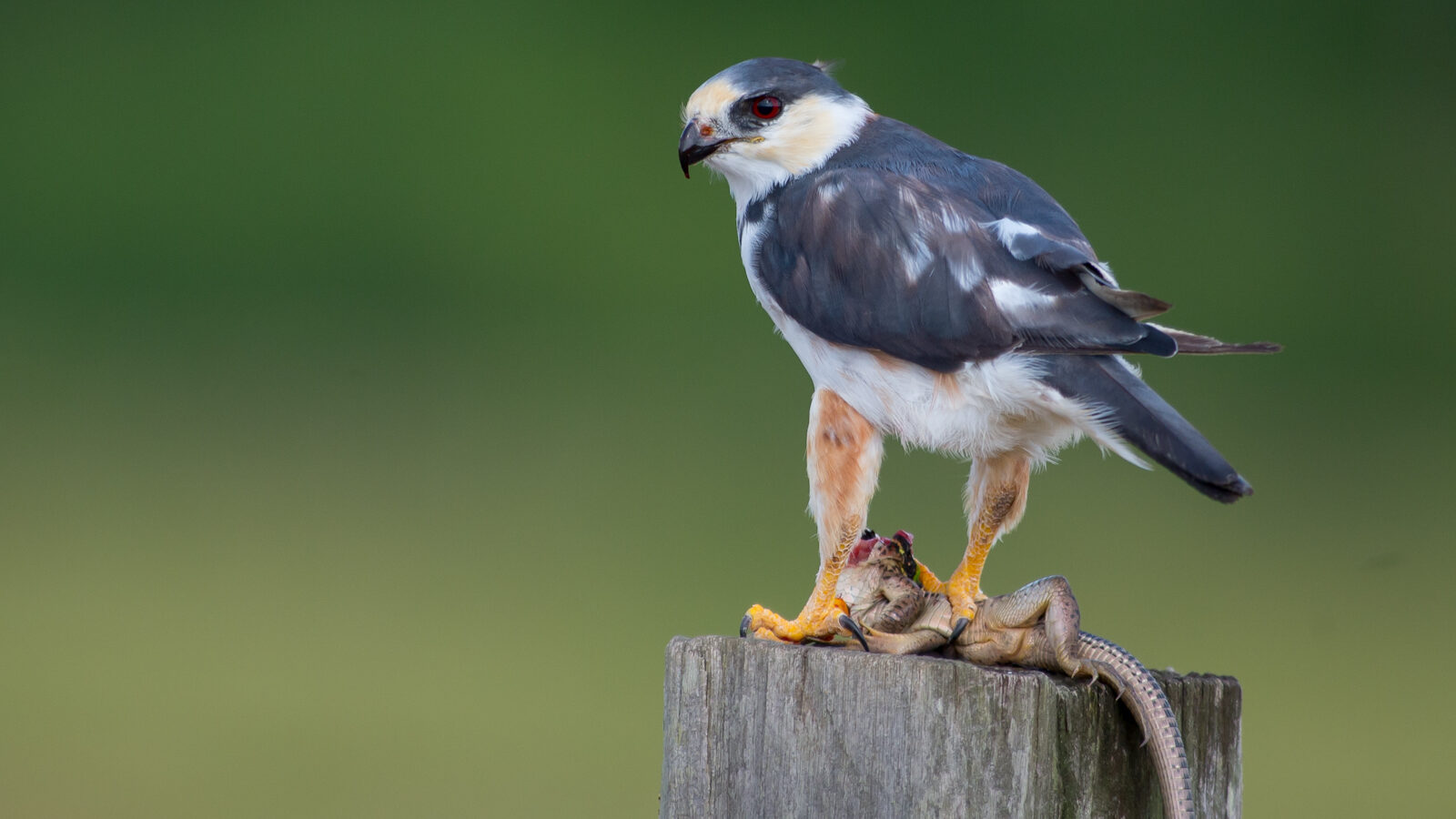 Pearl Kite