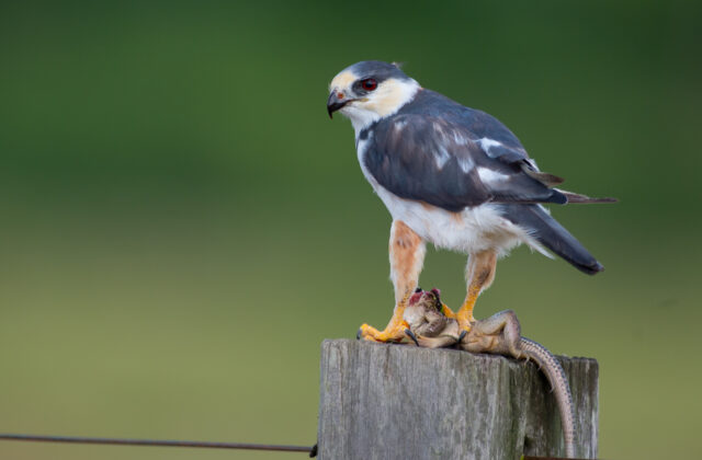 Pearl Kite