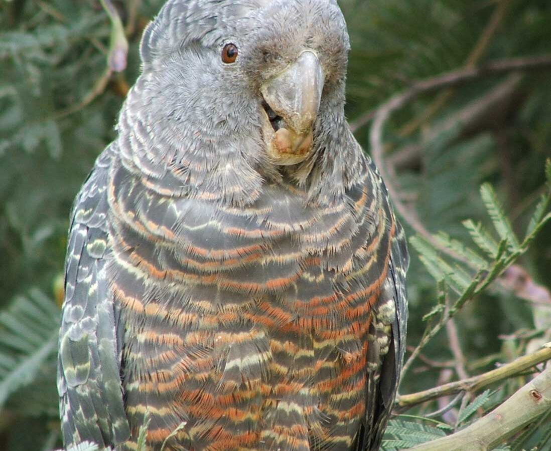 Gang-gang Cockatoo