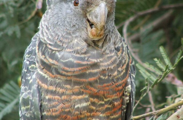 Gang-gang Cockatoo
