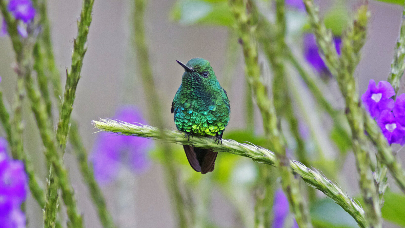 Garden Emerald