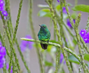 Garden Emerald