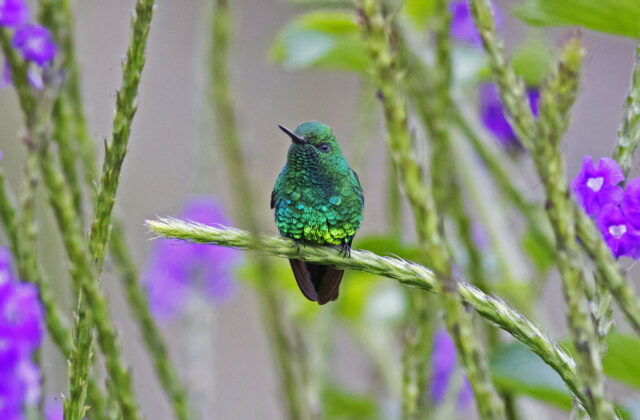 Garden Emerald