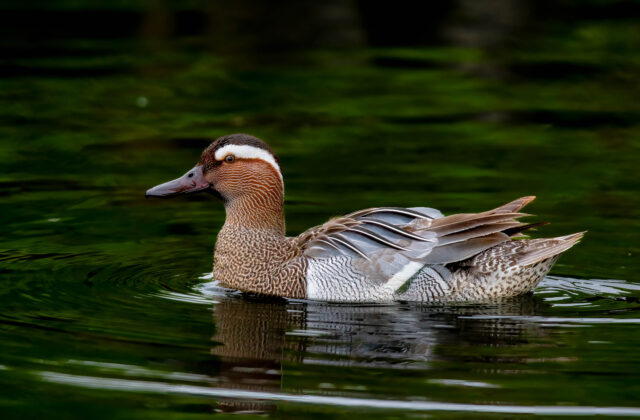 Garganey