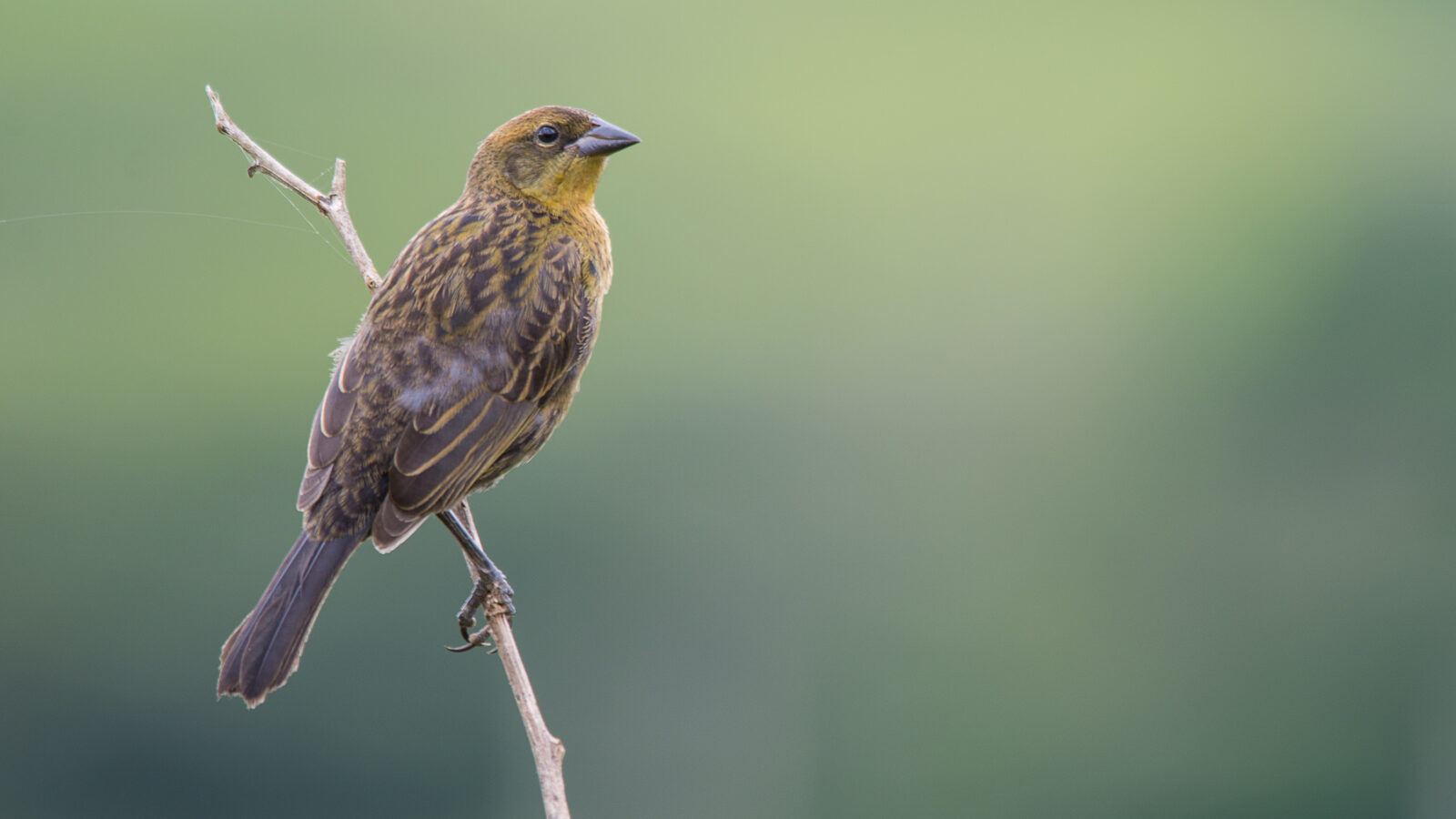Chestnut-capped Blackbird