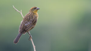 Chestnut-capped Blackbird