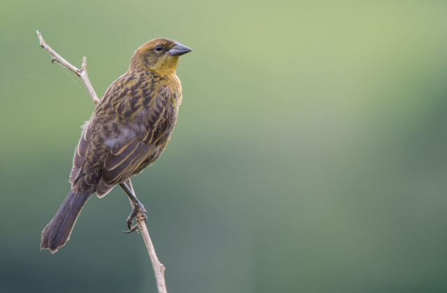 Chestnut-capped Blackbird