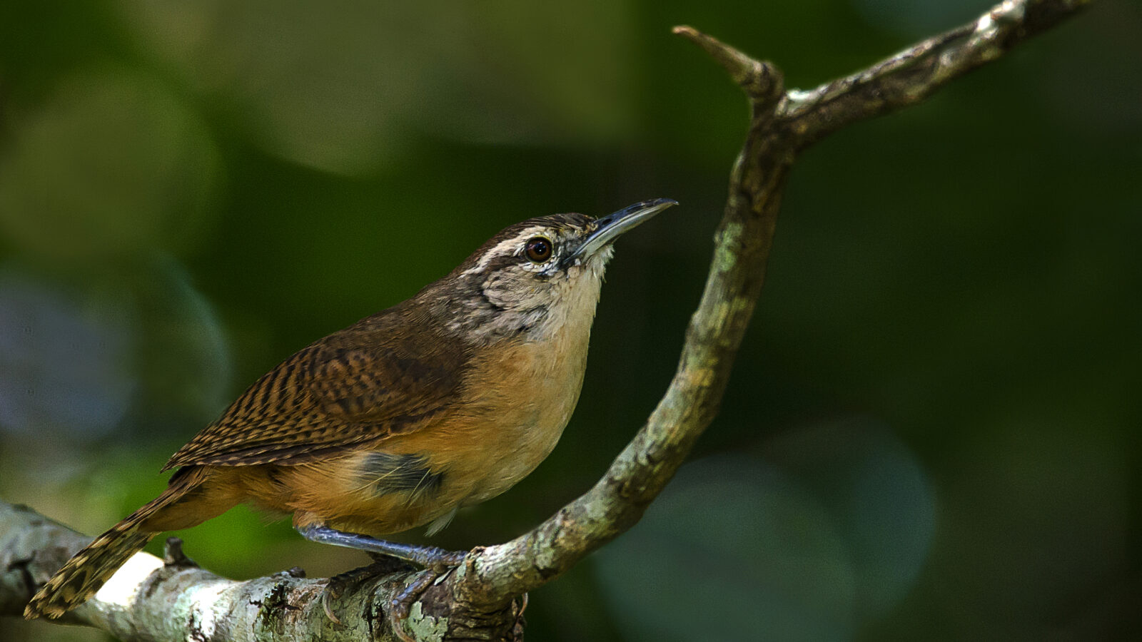 Buff-breasted Wren