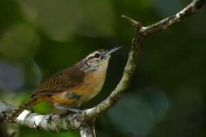 Buff-breasted Wren