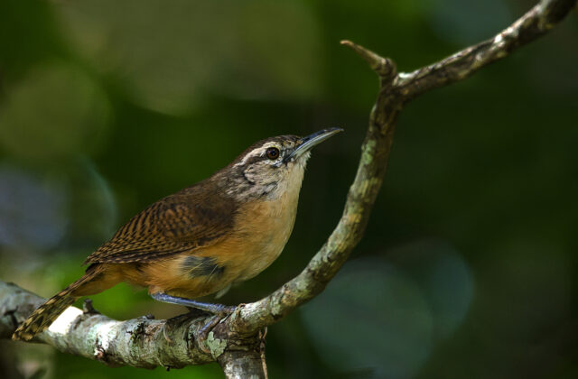 Buff-breasted Wren