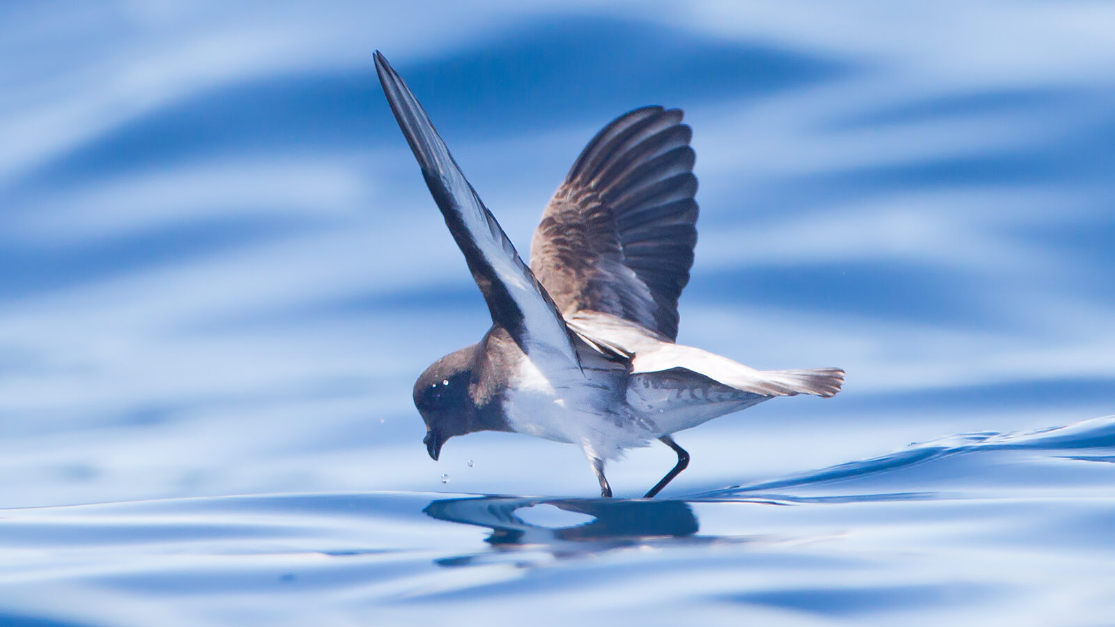 Grey-backed Storm Petrel