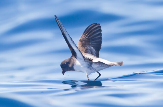 Grey-backed Storm Petrel
