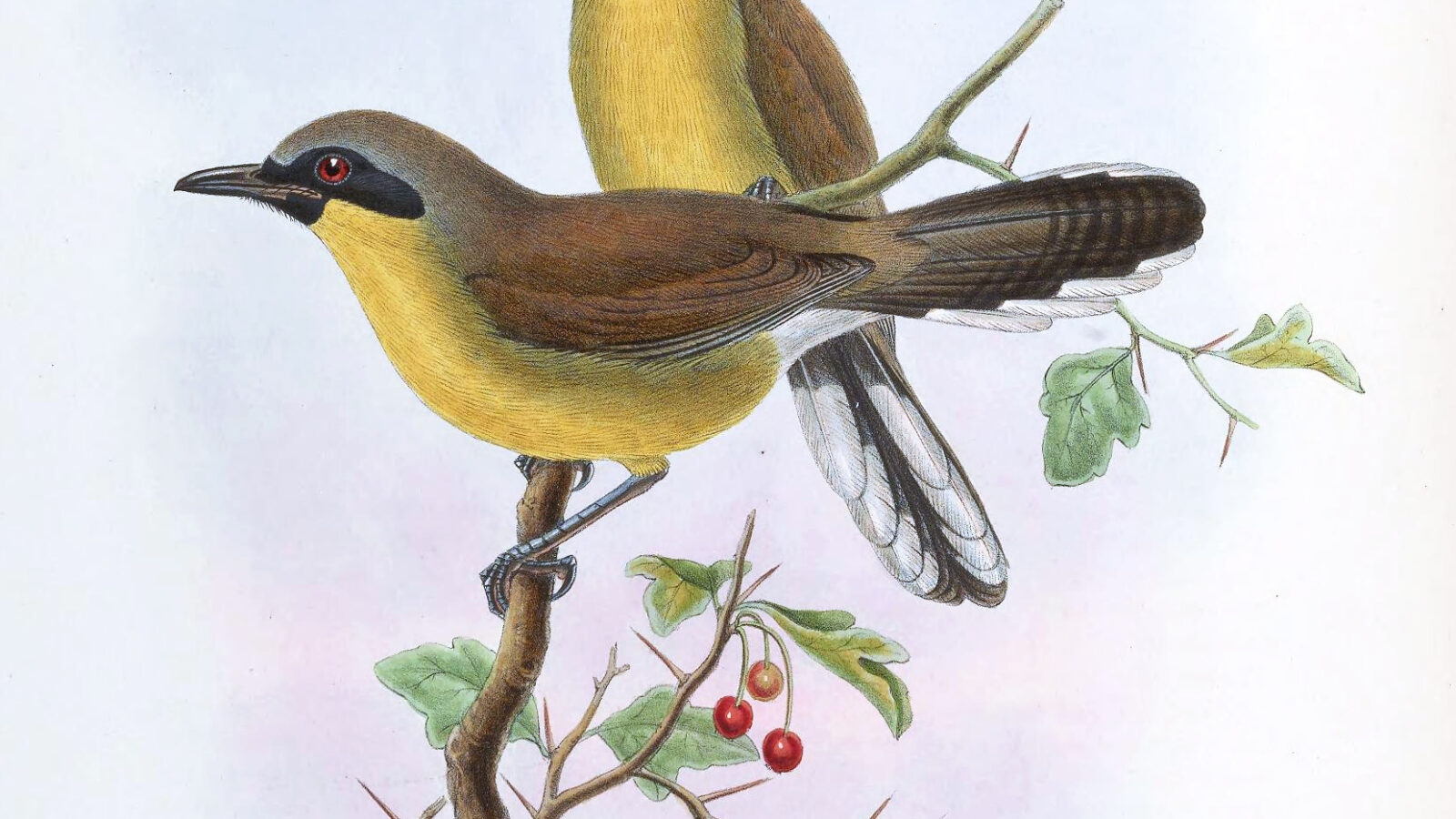 Yellow-throated Laughingthrush