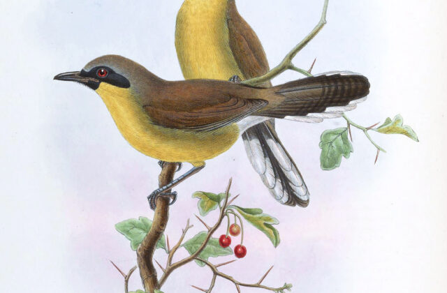 Yellow-throated Laughingthrush
