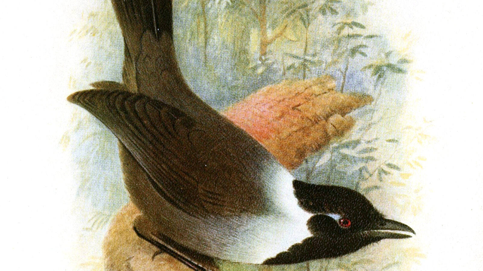 Black-hooded Laughingthrush
