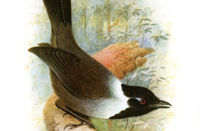 Black-hooded Laughingthrush