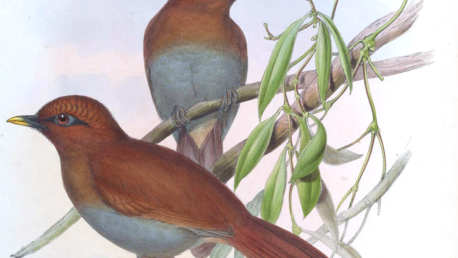 Rusty Laughingthrush