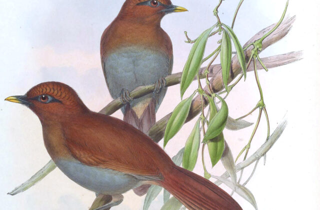 Rusty Laughingthrush