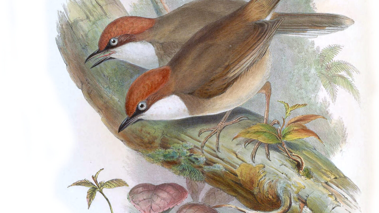 Rufous-crowned Laughingthrush