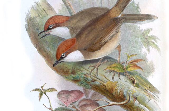 Rufous-crowned Laughingthrush