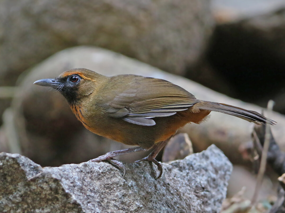 Orange-breasted Laughingthrush