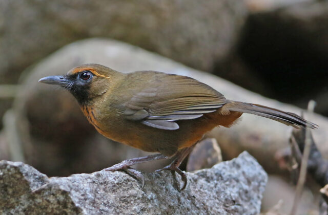 Orange-breasted Laughingthrush