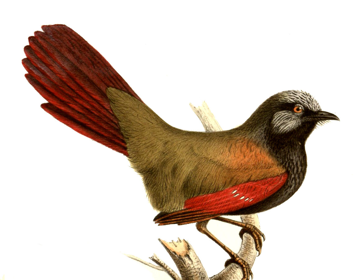 Red-winged Laughingthrush